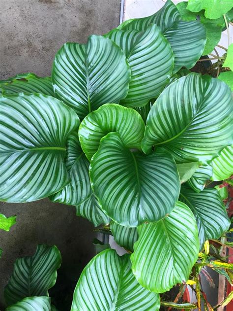 家裡陽台適合種什麼花|【抗風又好養9種陽台大植栽推薦，陽台想種棵樹再也。